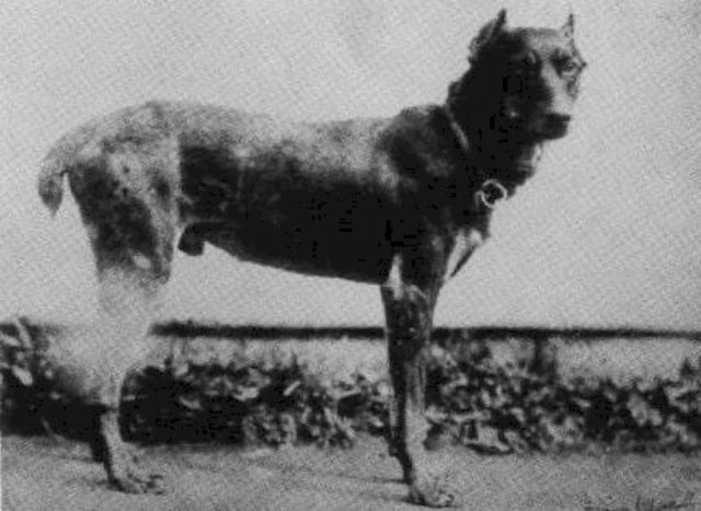 The Doberman Tref